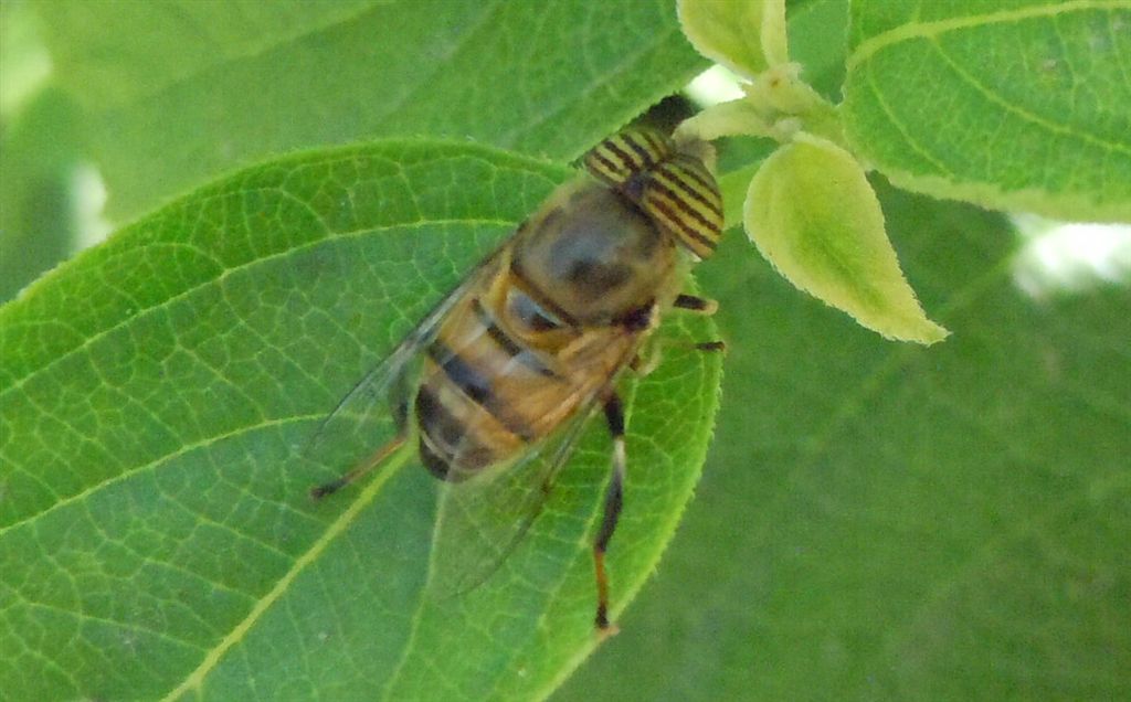 Eristalinus taeniops